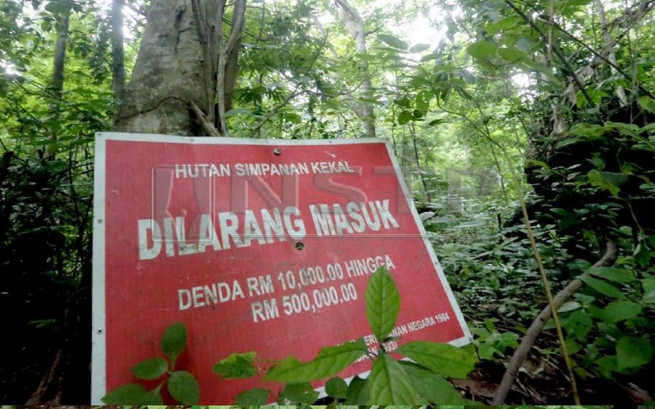 Hutan Simpan Kekal In English - Photos At Hutan Simpan Kekal Bukit